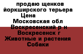 продаю щенков йоркширского терьера › Цена ­ 15 000 - Московская обл., Воскресенский р-н, Воскресенск г. Животные и растения » Собаки   